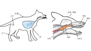 扁平上皮癌の発生部位